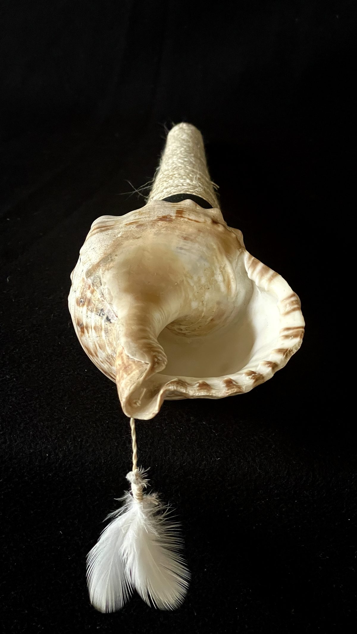 Pūtātara by Kade Cowper: a shell trumpet seen into its bell, the lip frilled and white feathers hanging below.
